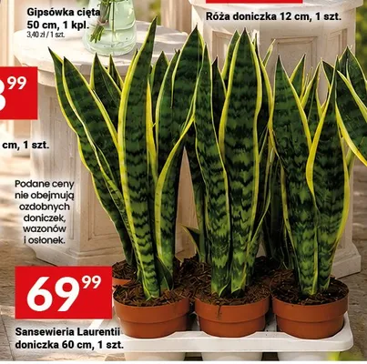 Sansewieria Laurentii doniczka 60 cm promocja w Twój Market