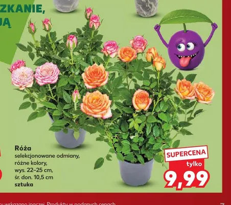 Róża selekcjonowane odmiany promocja w Kaufland