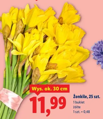 Żonkile żółte promocja w Lidl
