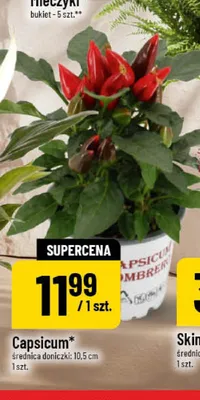 Capsicum promocja w POLOmarket