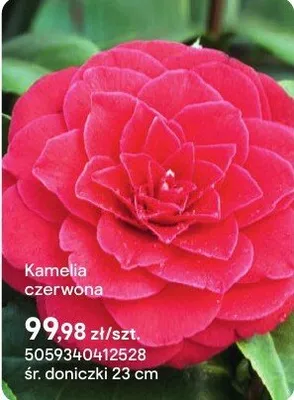 Kamelia czerwona promocja w Castorama