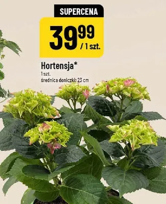 Hortensja promocja w POLOmarket