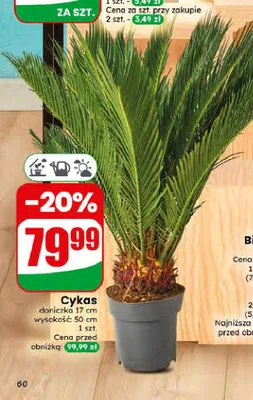 Cykas promocja w Dino