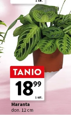Maranta don. 12cm promocja w Intermarche