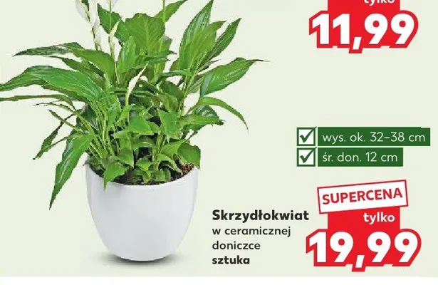 Skrzydłokwiat w ceramicznej doniczce promocja w Kaufland