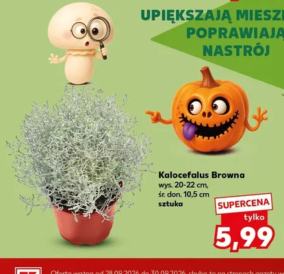 Kalocefalus Browna promocja w Kaufland