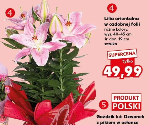 Lilia orientalna w ozdobnej folii wys. 40-45cm śr. don. 19cm promocja w Kaufland