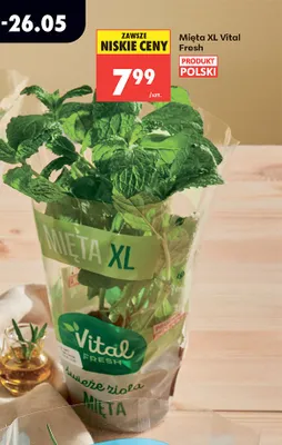 Mięta XL Vital Fresh promocja w Biedronka