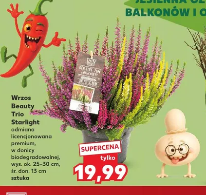 Wrzos Beauty Trio Starlight promocja w Kaufland