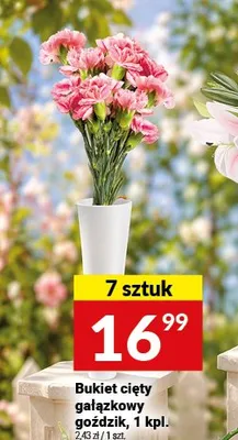 Bukiet cięty gałązkowy goździk promocja w Twój Market