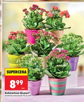 Kalanchoe Queen promocja w Biedronka