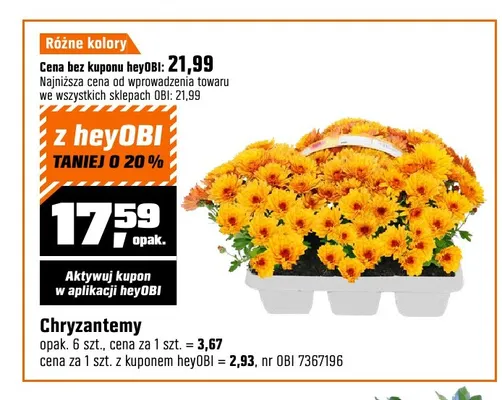 Chryzantemy 6-pak promocja w OBI