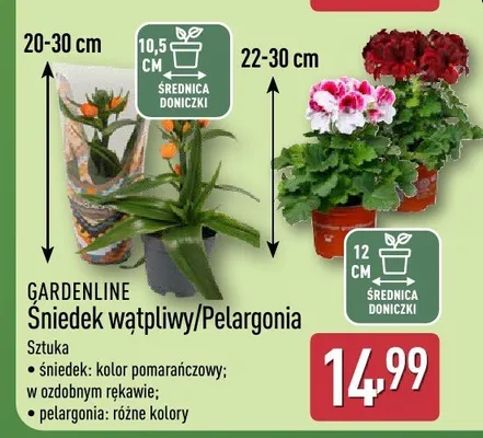 Śniedek wątpliwy/Pelargonia promocja w Aldi