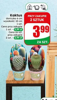 Kaktus doniczka 6cm wysokość 10cm promocja w Dino