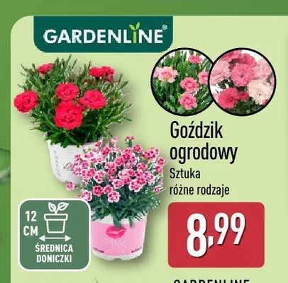 Goździk ogrodowy Gardenline promocja w Aldi