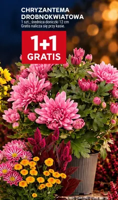 Chryzantema drobnokwiatowa średnica doniczki 12 cm promocja w Stokrotka