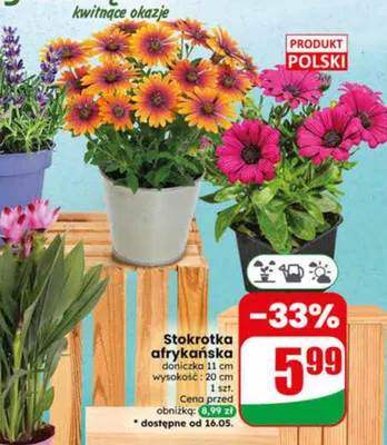 Stokrotka afrykańska doniczka 11cm wysokość 20cm promocja w Dino