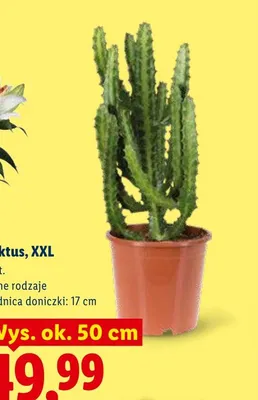 Kaktus XXL średnica doniczki 17cm wys. ok. 50cm promocja w Lidl