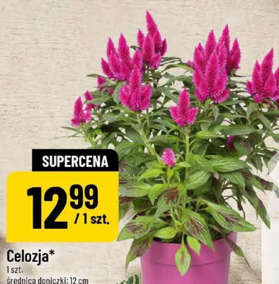 Celozja promocja w POLOmarket