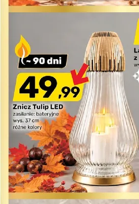 Znicz Tulip LED promocja w Bricomarche
