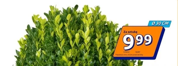 Doniczka Ø30 cm promocja w Action