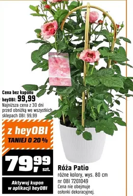 Róża Patio różne kolory wys. 80cm promocja w OBI