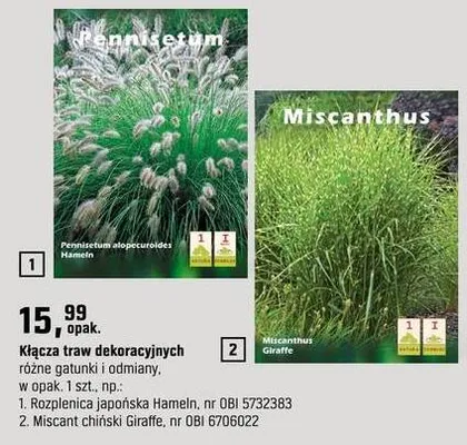 Rozplenica japońska Hameln promocja w OBI