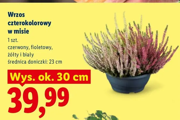 Wrzos czterokolorowy w misie promocja w Lidl