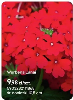 Werbena Lanai promocja w Castorama