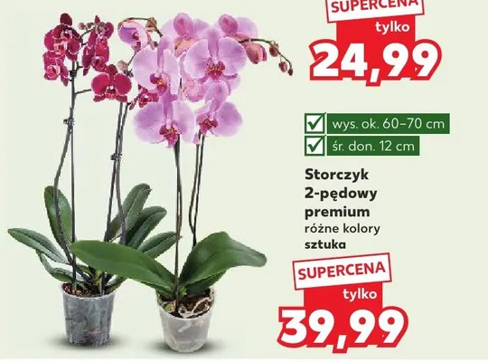 Storczyk 2-pędowy premium promocja w Kaufland