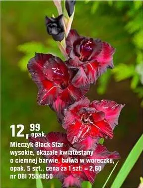 Mieczyk Black Star promocja w OBI