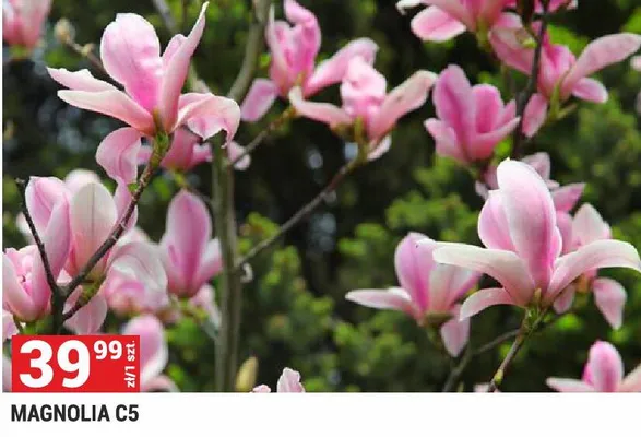 Magnolia C5 promocja w Merkury Market