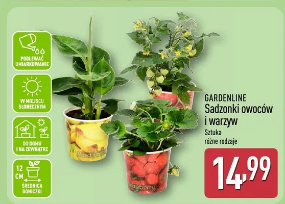 Sadzonki owoców i warzyw promocja w Aldi