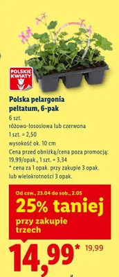 Polska pelargonia peltatum różowo-łososiowa 6-pak promocja w Lidl