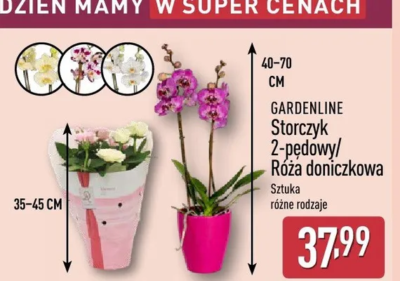 Storczyk 2-pędowy GARDENLINE promocja w Aldi