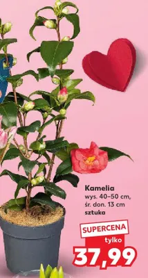Kamelia śr. 15 cm  promocja w Kaufland