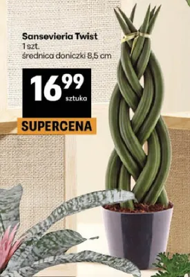 Sansevieria Twist średnica doniczki 8,5cm promocja w Delikatesy Centrum