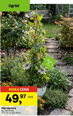 Męczennica Passiflora wys. 75cm poj. 19cm promocja w Leroy Merlin