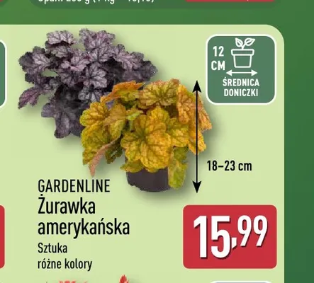 Żurawka amerykańska Gardenline promocja w Aldi