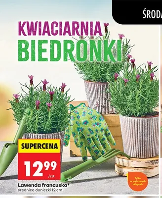 Lawenda francuska średnica doniczki 12 cm promocja w Biedronka