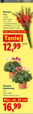 Mieczyki promocja w Lidl