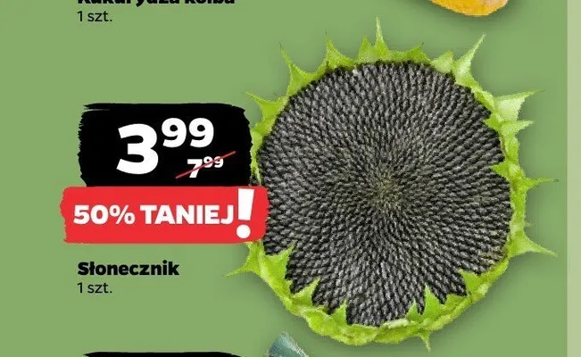 Słonecznik promocja w Netto