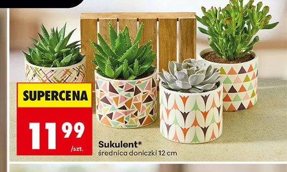 Sukulent promocja w Biedronka