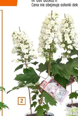 Hortensja wys. ok. 80cm 2 kwiaty promocja w OBI