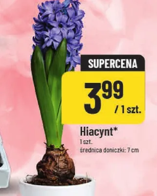 Hiacynt promocja w POLOmarket