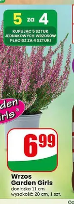 Wrzos Garden Girls promocja w Dino