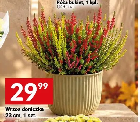 Wrzos doniczka 23 cm promocja w Twój Market