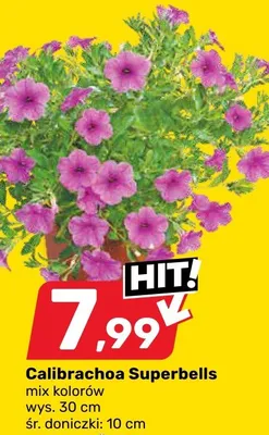 Calibrachoa Superbells promocja w Bricomarche