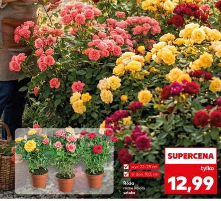 Róża wys.22-25cm śr.don.10,5cm promocja w Kaufland