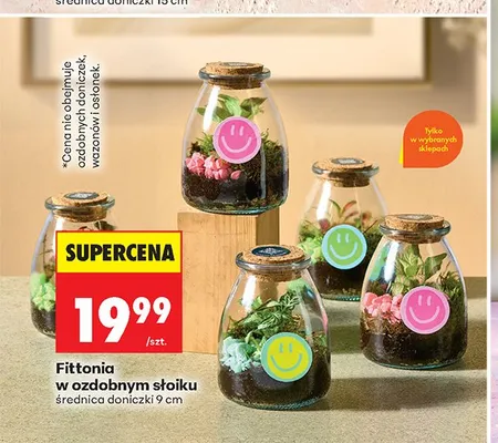 Fittonia w ozdobnym słoiku promocja w Biedronka